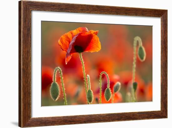 Common Poppies (Papaver Rhoeas) Backlit In Evening Light, Polly - Porth Joke, Pentire-Ross Hoddinott-Framed Photographic Print