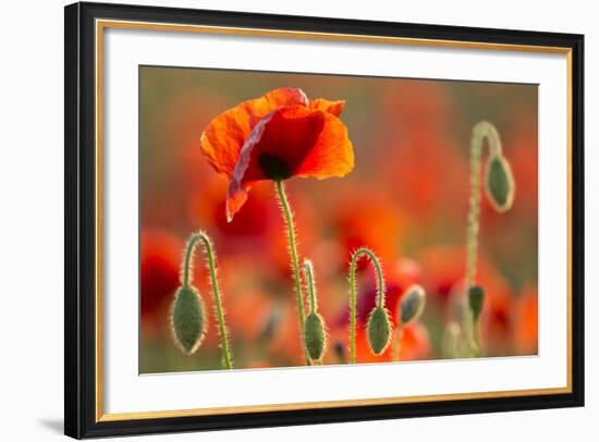 Common Poppies (Papaver Rhoeas) Backlit In Evening Light, Polly - Porth Joke, Pentire-Ross Hoddinott-Framed Photographic Print