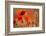 Common Poppies (Papaver Rhoeas) Backlit In Evening Light, Polly - Porth Joke, Pentire-Ross Hoddinott-Framed Photographic Print