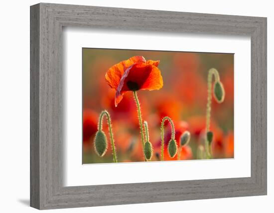 Common Poppies (Papaver Rhoeas) Backlit In Evening Light, Polly - Porth Joke, Pentire-Ross Hoddinott-Framed Photographic Print