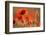 Common Poppies (Papaver Rhoeas) Backlit In Evening Light, Polly - Porth Joke, Pentire-Ross Hoddinott-Framed Photographic Print