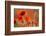 Common Poppies (Papaver Rhoeas) Backlit In Evening Light, Polly - Porth Joke, Pentire-Ross Hoddinott-Framed Photographic Print