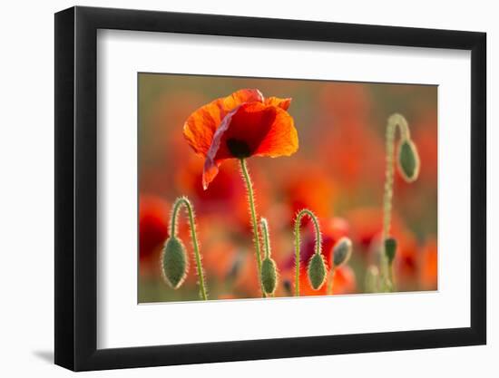 Common Poppies (Papaver Rhoeas) Backlit In Evening Light, Polly - Porth Joke, Pentire-Ross Hoddinott-Framed Photographic Print