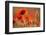 Common Poppies (Papaver Rhoeas) Backlit In Evening Light, Polly - Porth Joke, Pentire-Ross Hoddinott-Framed Photographic Print