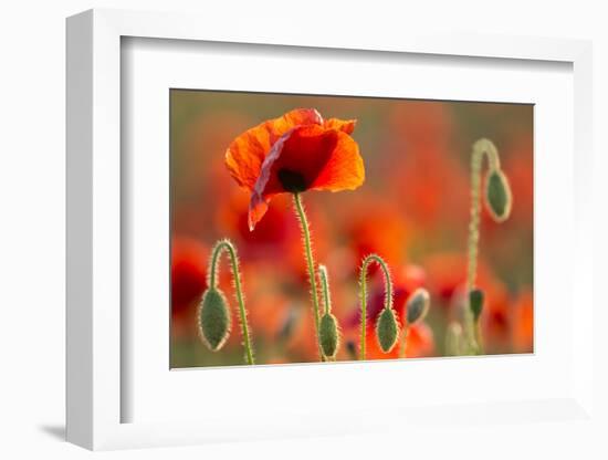 Common Poppies (Papaver Rhoeas) Backlit In Evening Light, Polly - Porth Joke, Pentire-Ross Hoddinott-Framed Photographic Print