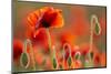 Common Poppies (Papaver Rhoeas) Backlit In Evening Light, Polly - Porth Joke, Pentire-Ross Hoddinott-Mounted Photographic Print