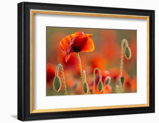 Common Poppies (Papaver Rhoeas) Backlit In Evening Light, Polly - Porth Joke, Pentire-Ross Hoddinott-Framed Photographic Print