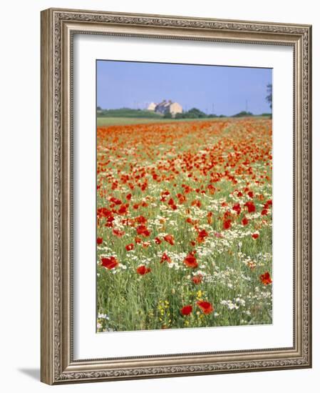 Common Poppies (Papaver Rhoeas) in Field, Northumbria, England, United Kingdom-Neale Clarke-Framed Photographic Print