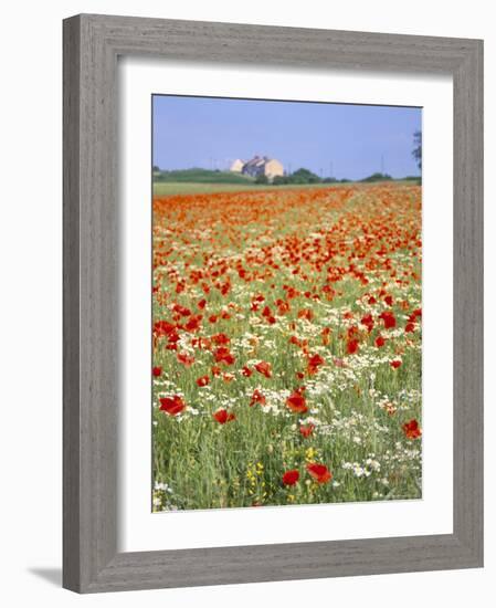 Common Poppies (Papaver Rhoeas) in Field, Northumbria, England, United Kingdom-Neale Clarke-Framed Photographic Print