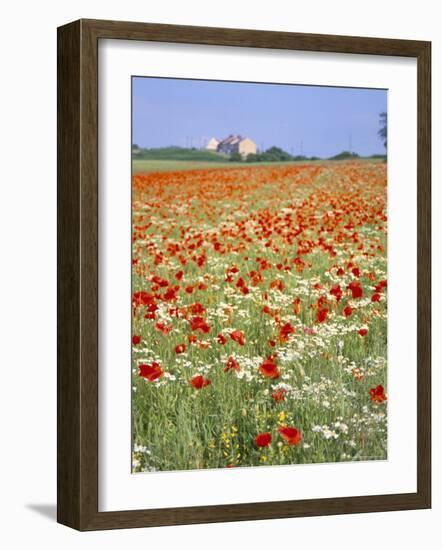 Common Poppies (Papaver Rhoeas) in Field, Northumbria, England, United Kingdom-Neale Clarke-Framed Photographic Print