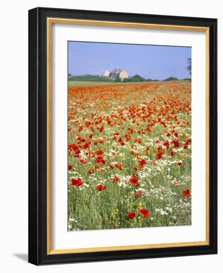 Common Poppies (Papaver Rhoeas) in Field, Northumbria, England, United Kingdom-Neale Clarke-Framed Photographic Print