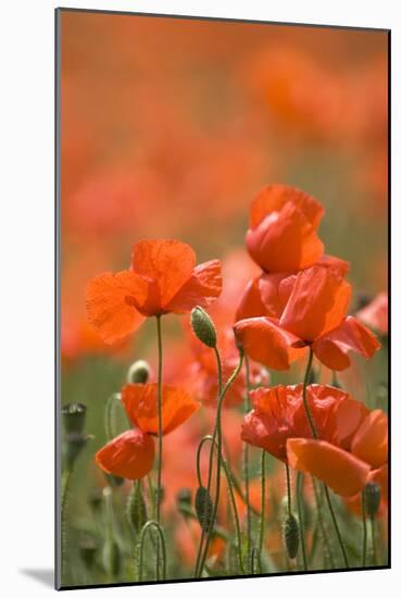 Common Poppies (Papaver Rhoeas)-Adrian Bicker-Mounted Photographic Print