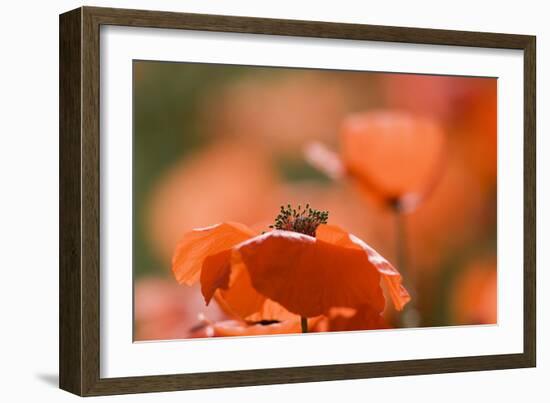 Common Poppies (Papaver Rhoeas)-Adrian Bicker-Framed Photographic Print