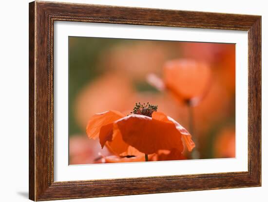 Common Poppies (Papaver Rhoeas)-Adrian Bicker-Framed Photographic Print