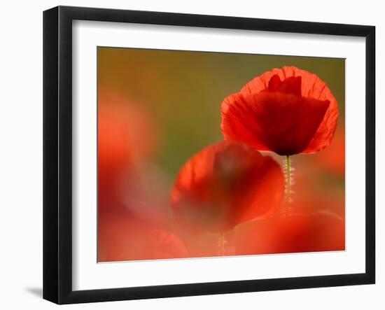 Common Poppy Flower, Cornwall, UK-Ross Hoddinott-Framed Photographic Print