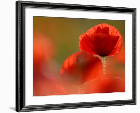 Common Poppy Flower, Cornwall, UK-Ross Hoddinott-Framed Photographic Print