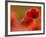 Common Poppy Flower, Cornwall, UK-Ross Hoddinott-Framed Photographic Print