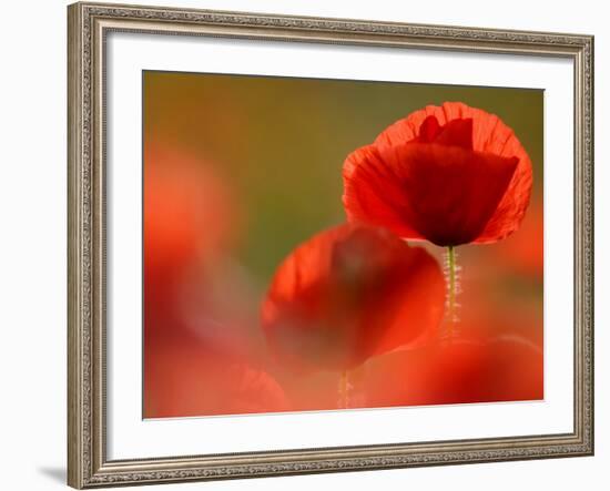 Common Poppy Flower, Cornwall, UK-Ross Hoddinott-Framed Photographic Print