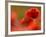 Common Poppy Flower, Cornwall, UK-Ross Hoddinott-Framed Photographic Print