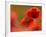 Common Poppy Flower, Cornwall, UK-Ross Hoddinott-Framed Photographic Print