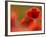 Common Poppy Flower, Cornwall, UK-Ross Hoddinott-Framed Photographic Print