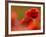 Common Poppy Flower, Cornwall, UK-Ross Hoddinott-Framed Photographic Print