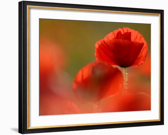 Common Poppy Flower, Cornwall, UK-Ross Hoddinott-Framed Photographic Print