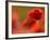 Common Poppy Flower, Cornwall, UK-Ross Hoddinott-Framed Photographic Print