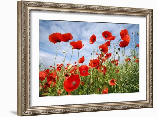 Common Poppy Growing in Oil Seed Rape Crop-null-Framed Photographic Print