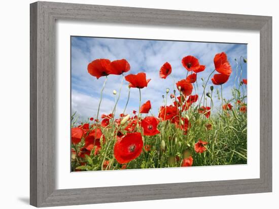 Common Poppy Growing in Oil Seed Rape Crop-null-Framed Photographic Print