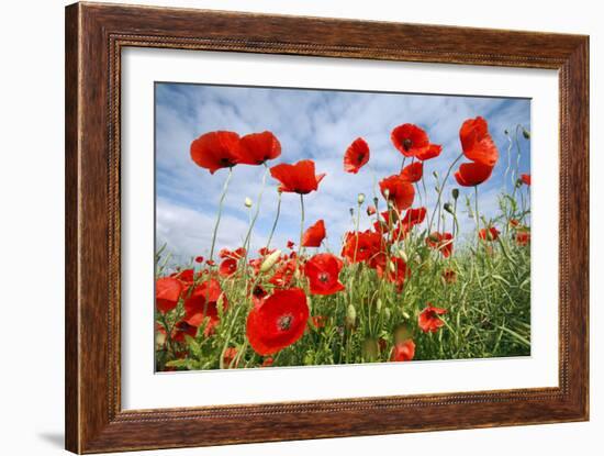 Common Poppy Growing in Oil Seed Rape Crop-null-Framed Photographic Print