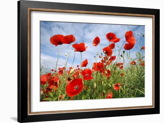 Common Poppy Growing in Oil Seed Rape Crop-null-Framed Photographic Print