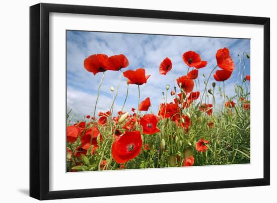 Common Poppy Growing in Oil Seed Rape Crop-null-Framed Photographic Print