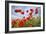 Common Poppy Growing in Oil Seed Rape Crop-null-Framed Photographic Print