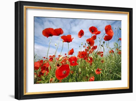 Common Poppy Growing in Oil Seed Rape Crop-null-Framed Photographic Print