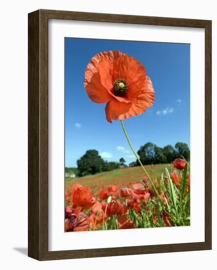 Common Poppy Individual Flower, Hertfordshire, England, UK-Andy Sands-Framed Photographic Print