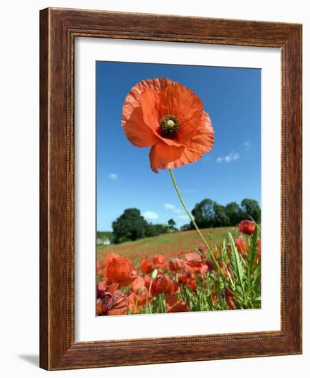 Common Poppy Individual Flower, Hertfordshire, England, UK-Andy Sands-Framed Photographic Print