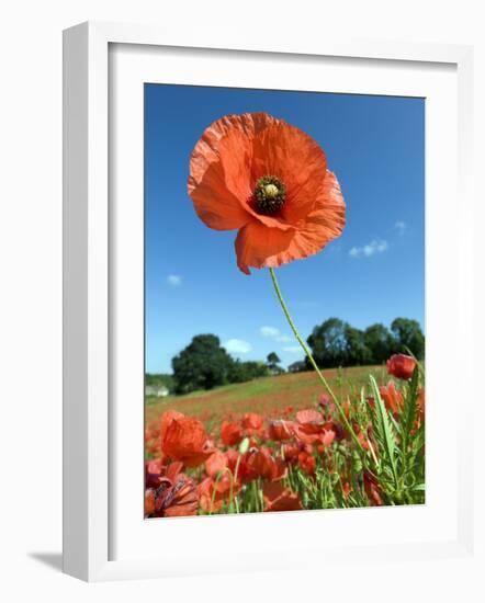 Common Poppy Individual Flower, Hertfordshire, England, UK-Andy Sands-Framed Photographic Print