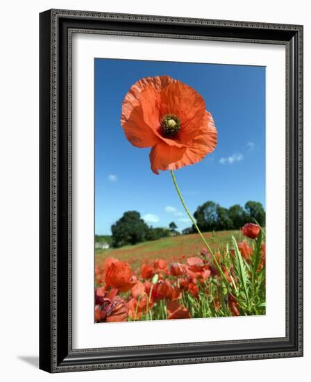 Common Poppy Individual Flower, Hertfordshire, England, UK-Andy Sands-Framed Photographic Print