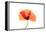 Common poppy on LED light panel-Adrian Davies-Framed Premier Image Canvas