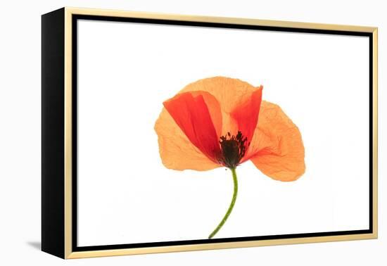 Common poppy on LED light panel-Adrian Davies-Framed Premier Image Canvas