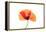 Common poppy on LED light panel-Adrian Davies-Framed Premier Image Canvas