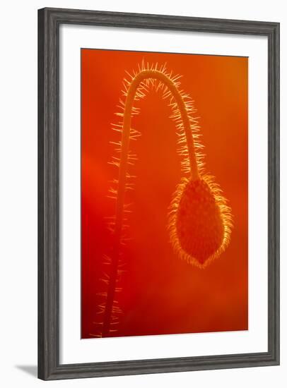 Common Poppy (Papaver Rhoeas) Bud, Polly - Porth Joke, Pentire, Newquay, Cornwall, UK, July-Ross Hoddinott-Framed Photographic Print