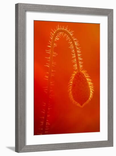 Common Poppy (Papaver Rhoeas) Bud, Polly - Porth Joke, Pentire, Newquay, Cornwall, UK, July-Ross Hoddinott-Framed Photographic Print