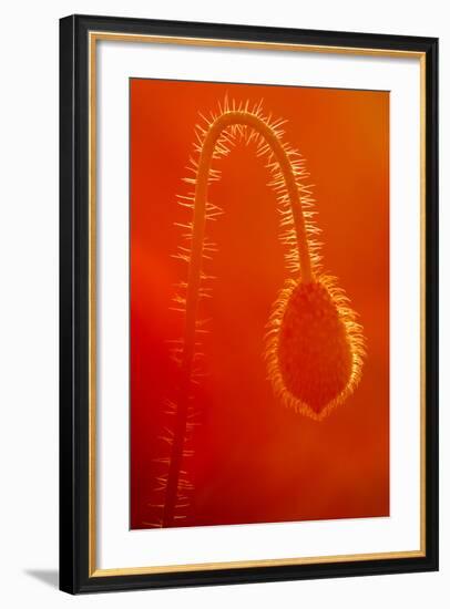 Common Poppy (Papaver Rhoeas) Bud, Polly - Porth Joke, Pentire, Newquay, Cornwall, UK, July-Ross Hoddinott-Framed Photographic Print