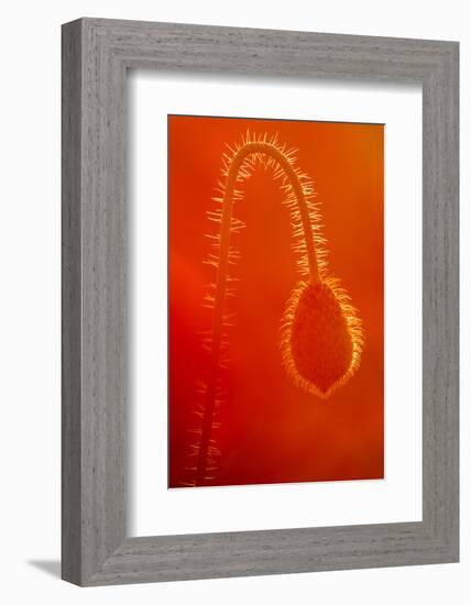 Common Poppy (Papaver Rhoeas) Bud, Polly - Porth Joke, Pentire, Newquay, Cornwall, UK, July-Ross Hoddinott-Framed Photographic Print