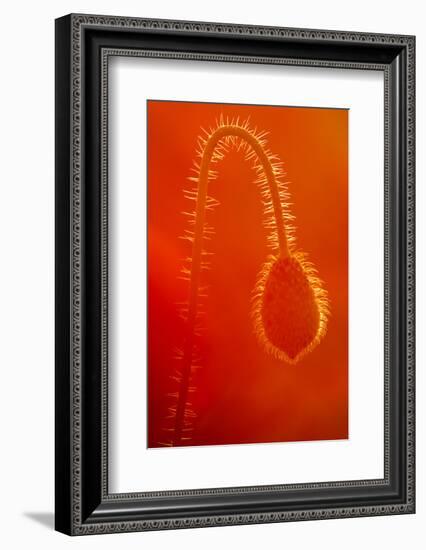 Common Poppy (Papaver Rhoeas) Bud, Polly - Porth Joke, Pentire, Newquay, Cornwall, UK, July-Ross Hoddinott-Framed Photographic Print