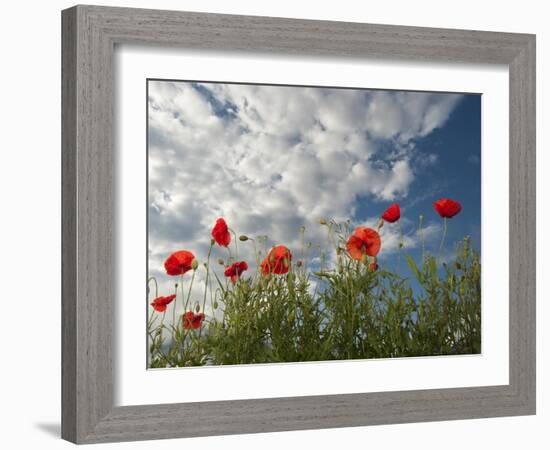 Common Poppy (Papaver Rhoeas) Flowers, France, May 2009-Benvie-Framed Photographic Print