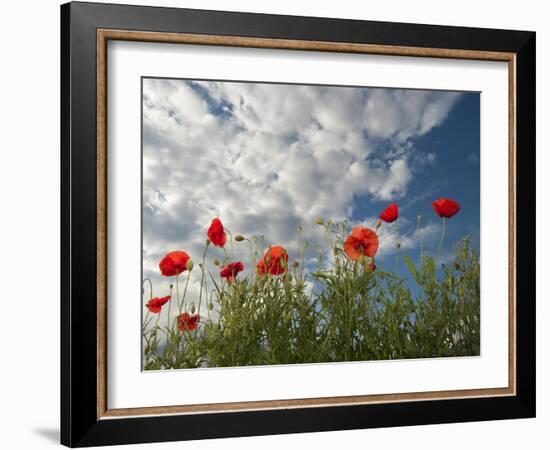 Common Poppy (Papaver Rhoeas) Flowers, France, May 2009-Benvie-Framed Photographic Print