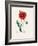 Common Poppy (Papaver Rhoeas) Medical Botany-John Stephenson and James Morss Churchill-Framed Photographic Print